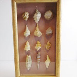 - Florida Gulf coast sea shell shadowbox